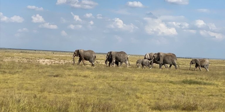 Rwanda, Uganda and Kenya combined safari