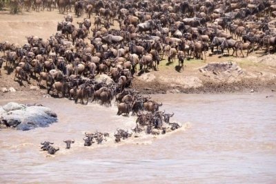 6 Days Serengeti Migration Safari | Tanzania Wildebeest Migration