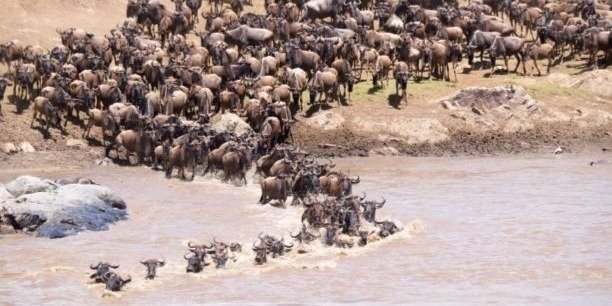 6 Days Serengeti Migration Safari | Tanzania Wildebeest Migration