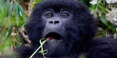 18-Day Primate, Wildlife, and Adventure Safari Uganda