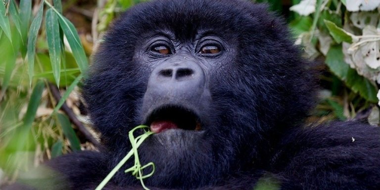 18-Day Primate, Wildlife, and Adventure Safari Uganda