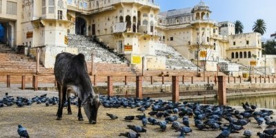 From Jaipur: 2-Day Private Tour to Pushkar