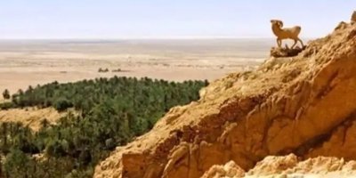 Desert Express with a night under tent