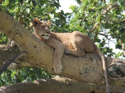 10-Day Chimpanzee Trekking, Big 5 and Gorilla Tracking