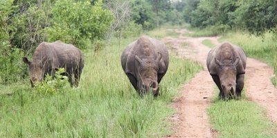 10-Day Chimpanzee Trekking, Big 5 and Gorilla Tracking