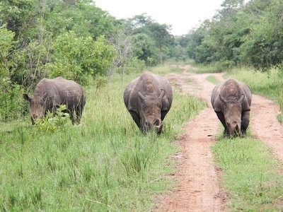 8-Day Uganda Safari with Murchison Falls, Chimps and Gorilla Trek