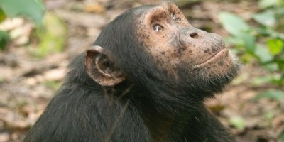 8-Day Uganda Safari with Murchison Falls, Chimps and Gorilla Trek