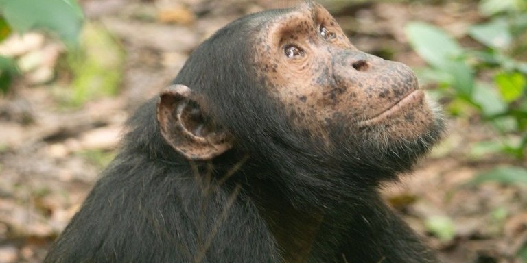 8-Day Uganda Safari with Murchison Falls, Chimps and Gorilla Trek