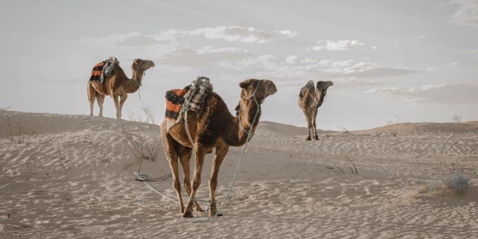 From Tunis, Hammamet & Sousse : 2 day Sahara guided tour