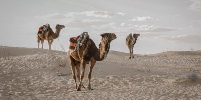 From Tunis, Hammamet & Sousse : 2 day Sahara guided tour