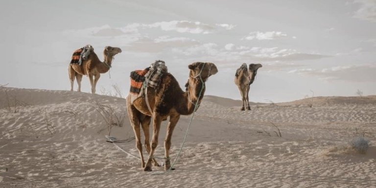 From Tunis, Hammamet & Sousse : 2 day Sahara guided tour