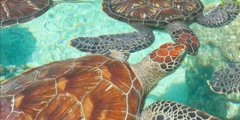 Zanzibar:⭐ Private Salam Cave & Mtende Beach Experience ⭐