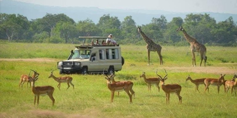 “3-Day Mikumi National Park Safari via Zanzibar Ferry Adventure”
