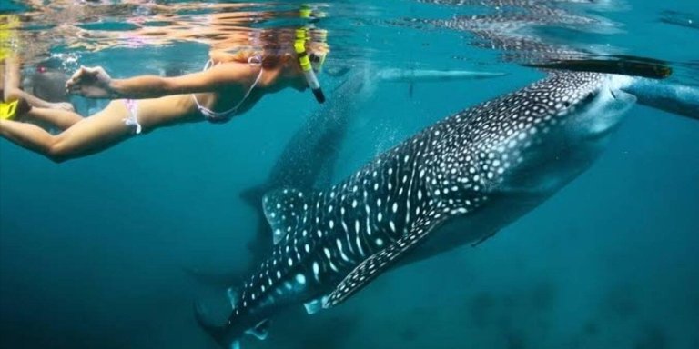 Whale Shark Adventure – Mafia Island Day Trip from Zanzibar