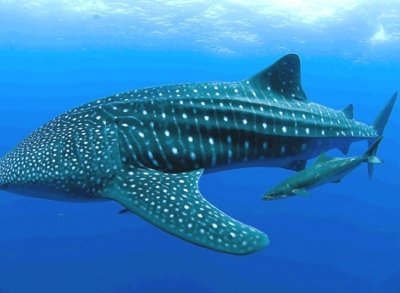 Whale Shark Adventure – Mafia Island Day Trip from Zanzibar