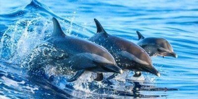 Swim with Dolphins Zanzibar – Day Adventure Tour