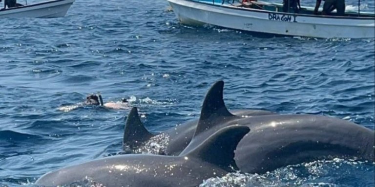 Zanzibar Dolphin Watching & Snorkeling Adventure