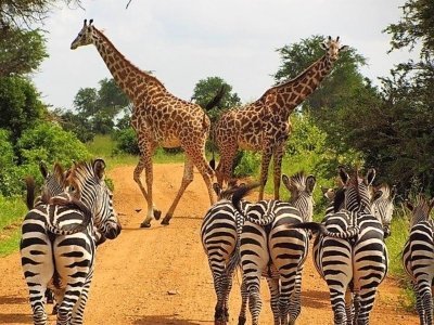 Serval Wildlife Sanctuary Day trip from Zanzibar