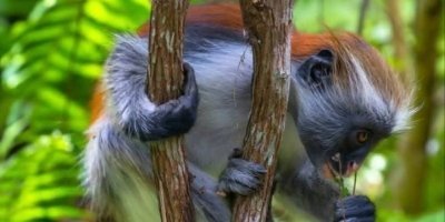 Jozani forest & Mtende Beach