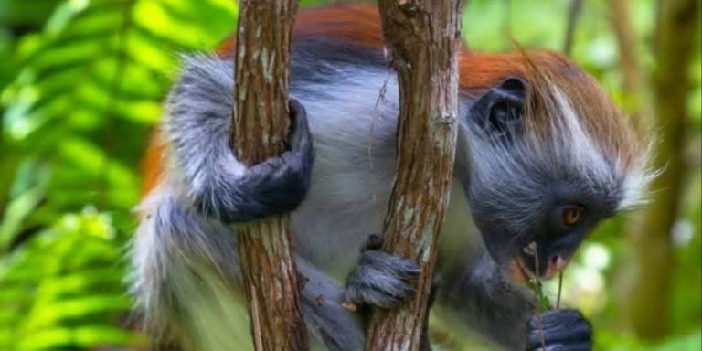 Jozani forest & Mtende Beach