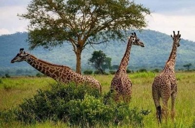 Mikumi National Park Day Trip from Zanzibar with Flights