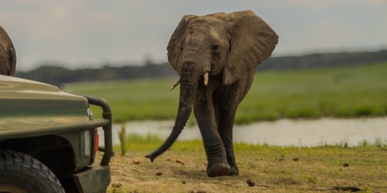 3-Day Fly in Safari Zanzibar to Selous, Nyerere NP