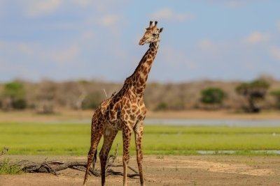 3-Day Fly in Safari Zanzibar to Selous, Nyerere NP