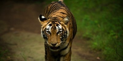 From Jaipur :- Ranthambore Tiger Safari Express (2 Days)