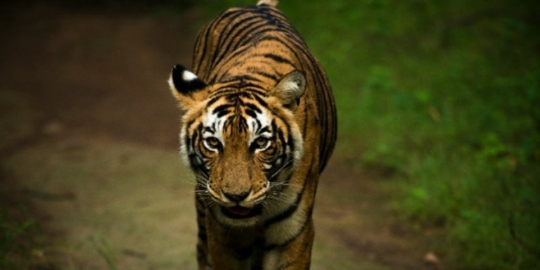 From Jaipur :- Ranthambore Tiger Safari Express (2 Days)