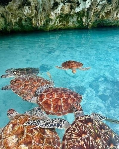 🌟 Schwimmen mit Schildkröten ⭐ Entspannung am Mtende Strand 🌟