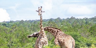 Five Days-Four Nights Serengeti Safari