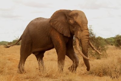 16- Day Adventure -Explore the Wild Heart of Kenya