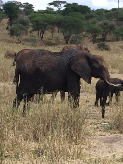 Tarangire National Park Day Trip