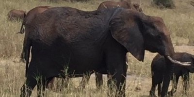 Tarangire National Park Day Trip