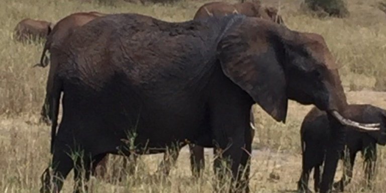 Tarangire National Park Day Trip