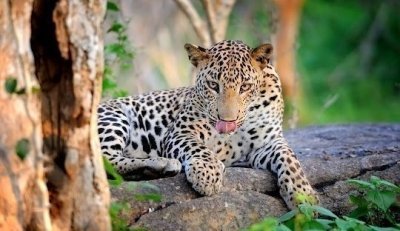 From Jaipur: 2-Day Ranthambore National Park Safari Tour