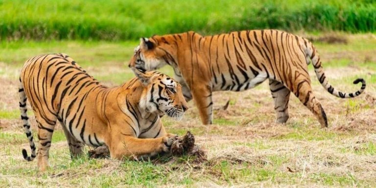 From Jaipur: 2-Day Ranthambore National Park Safari Tour