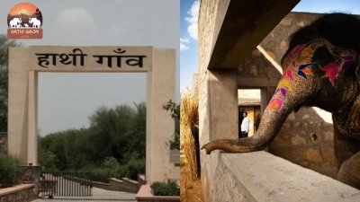 Jaipur: Elephant Sanctuary Tour