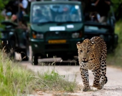 Jaipur: Half-Day Jhalana Leopard Safari with Guide