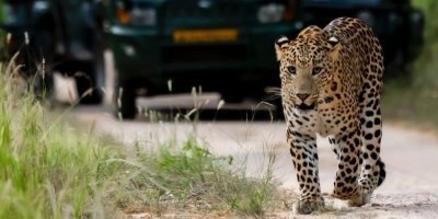 Jaipur: Half-Day Jhalana Leopard Safari with Guide