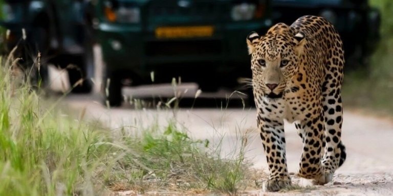 Jaipur: Half-Day Jhalana Leopard Safari with Guide