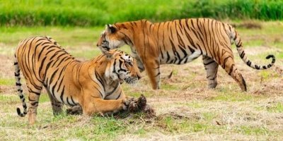 From Sariska: Official Tiger Safari in Open Jeep with Guide