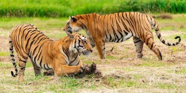 From Sariska: Official Tiger Safari in Open Jeep with Guide