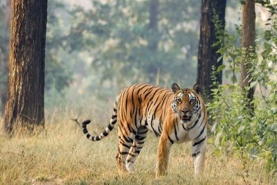 From Sariska: Official Tiger Safari in Open Jeep with Guide