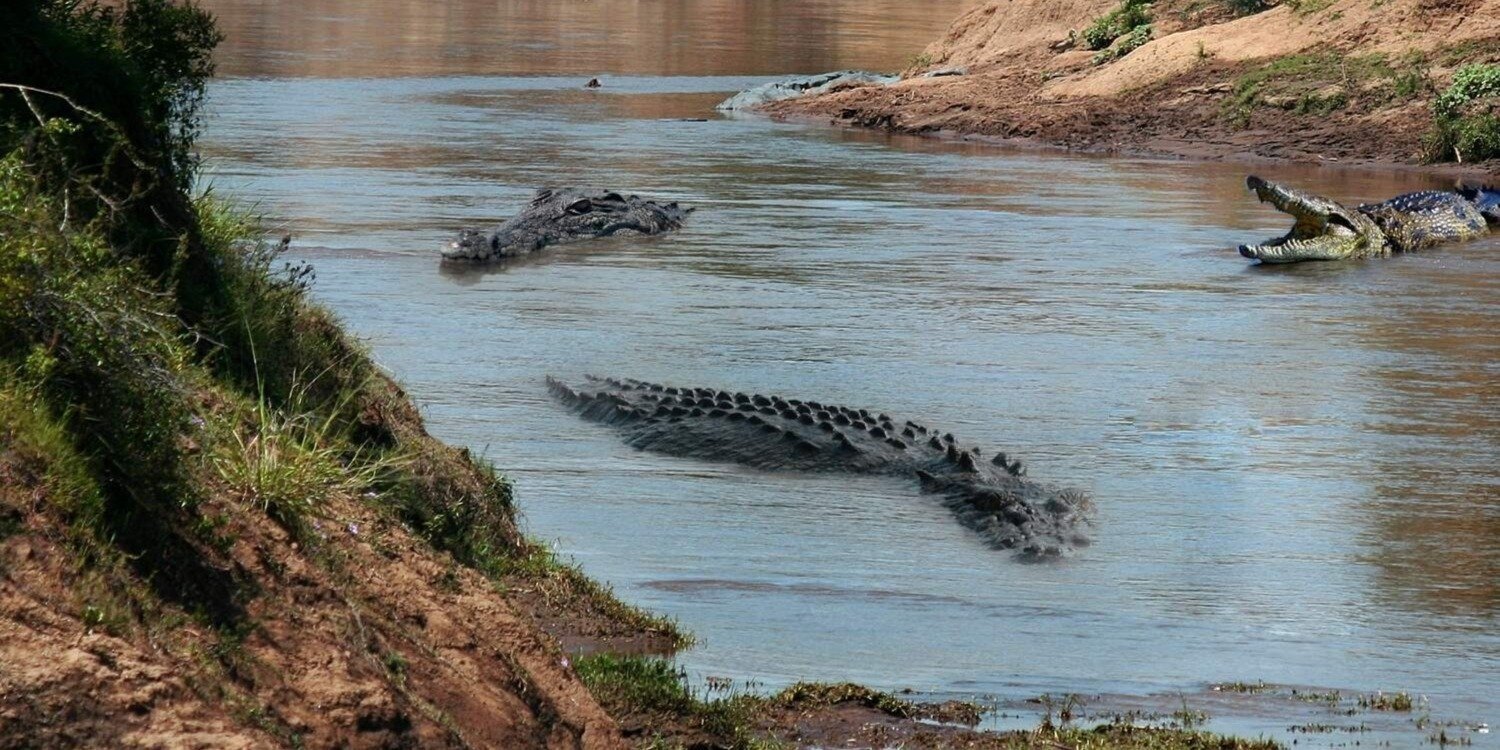 Palighat Chambal Crocodile Boat Safari