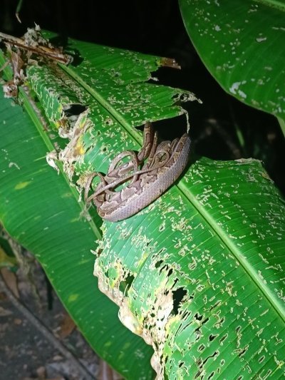 Tortuguero Night Tour