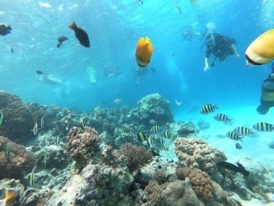 Safari Blue Sea Adventure In Zanzibar