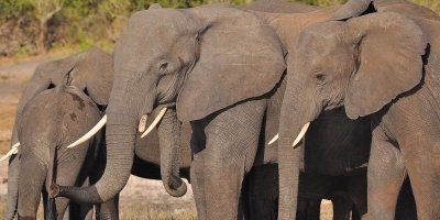 Big 5 safaris and Adventure Tanzania