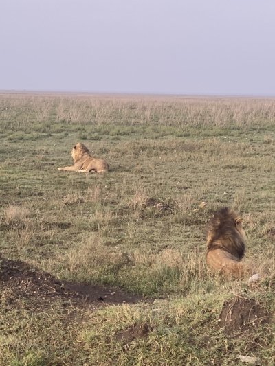 Big 5 safaris and Adventure Tanzania