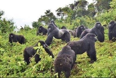 4-Day Rwanda Gorilla & Golden Monkey Trekking safari
